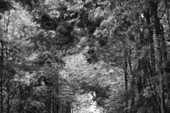 IMG_7453-1